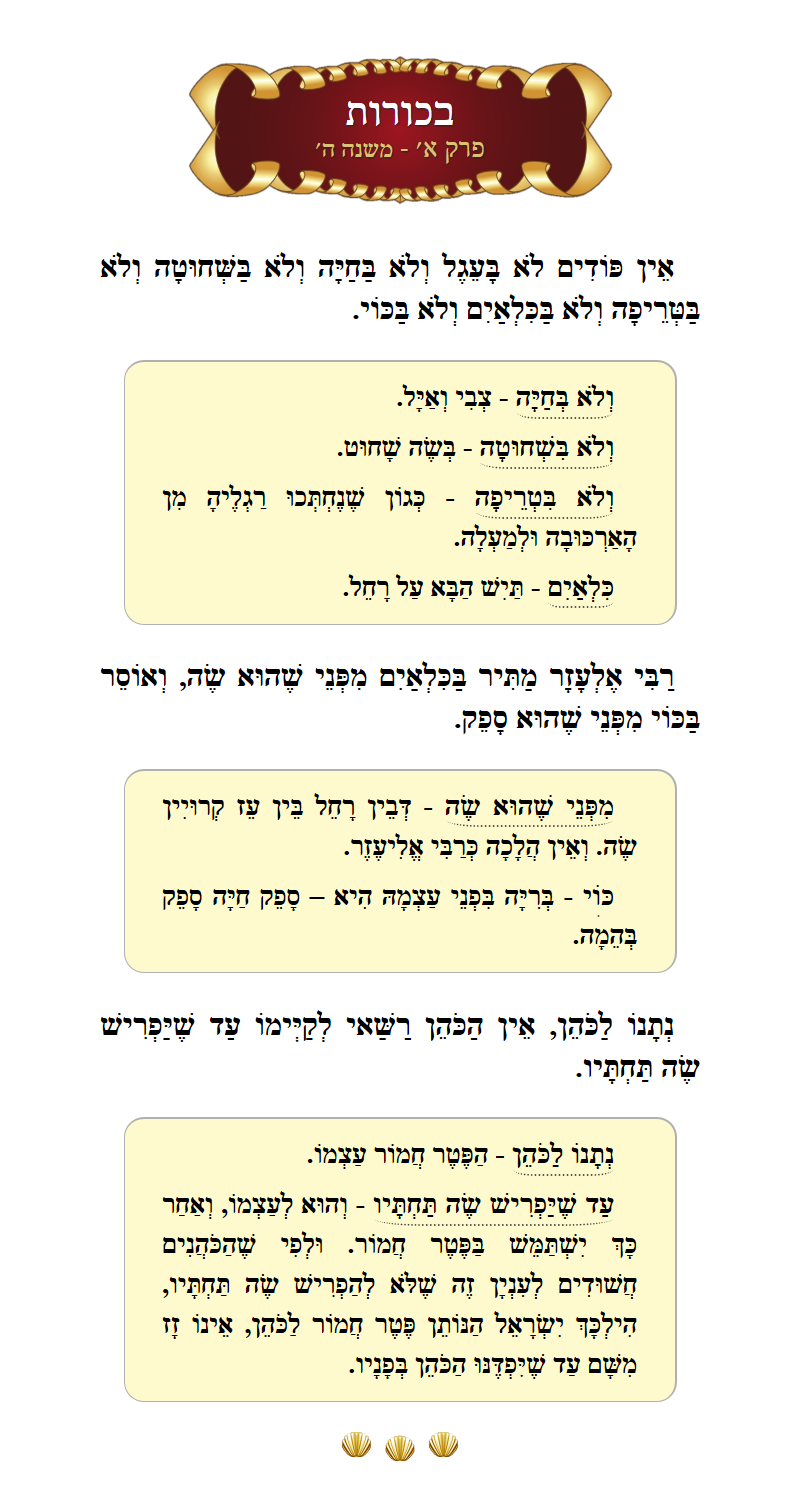Masechta Bechoros Chapter 1 Mishnah 5 with commentary