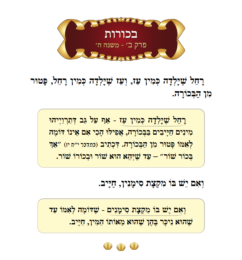Masechta Bechoros Chapter 2 Mishnah 5 with commentary