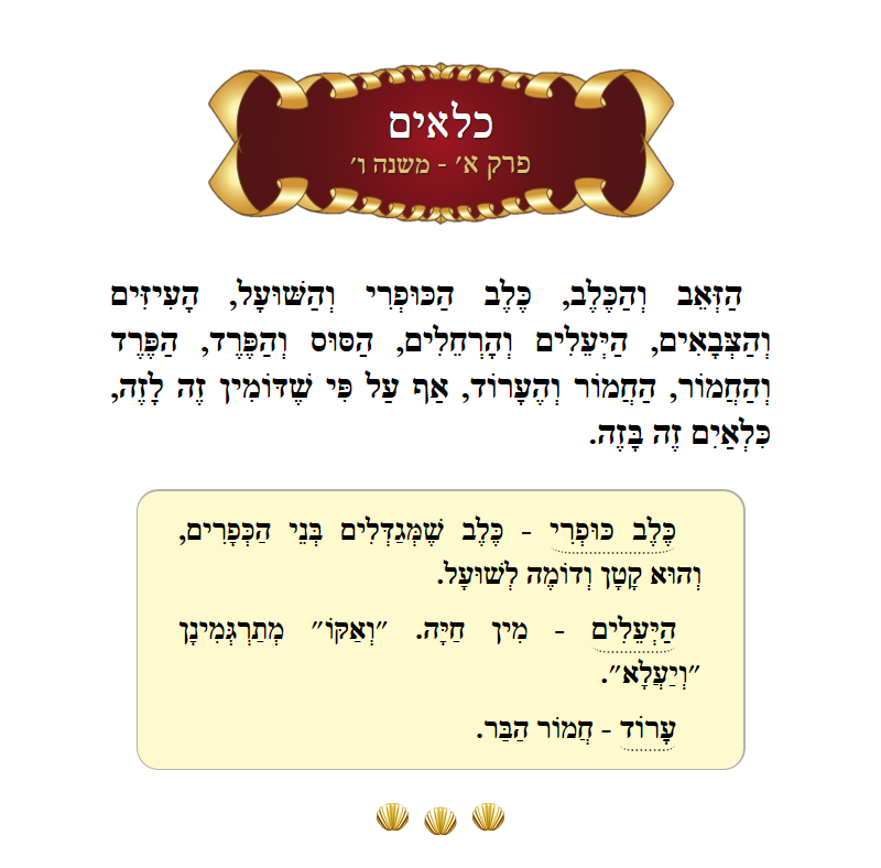 Masechta Kilayim Chapter 1 Mishnah 6 with commentary