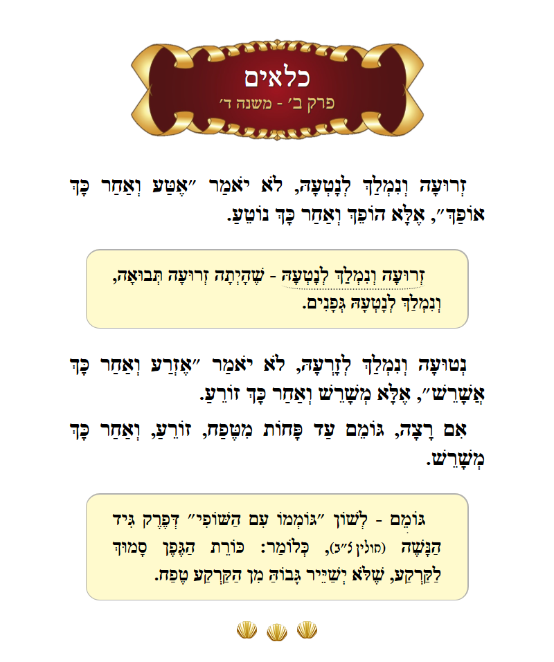 Masechta Kilayim Chapter 2 Mishnah 4 with commentary
